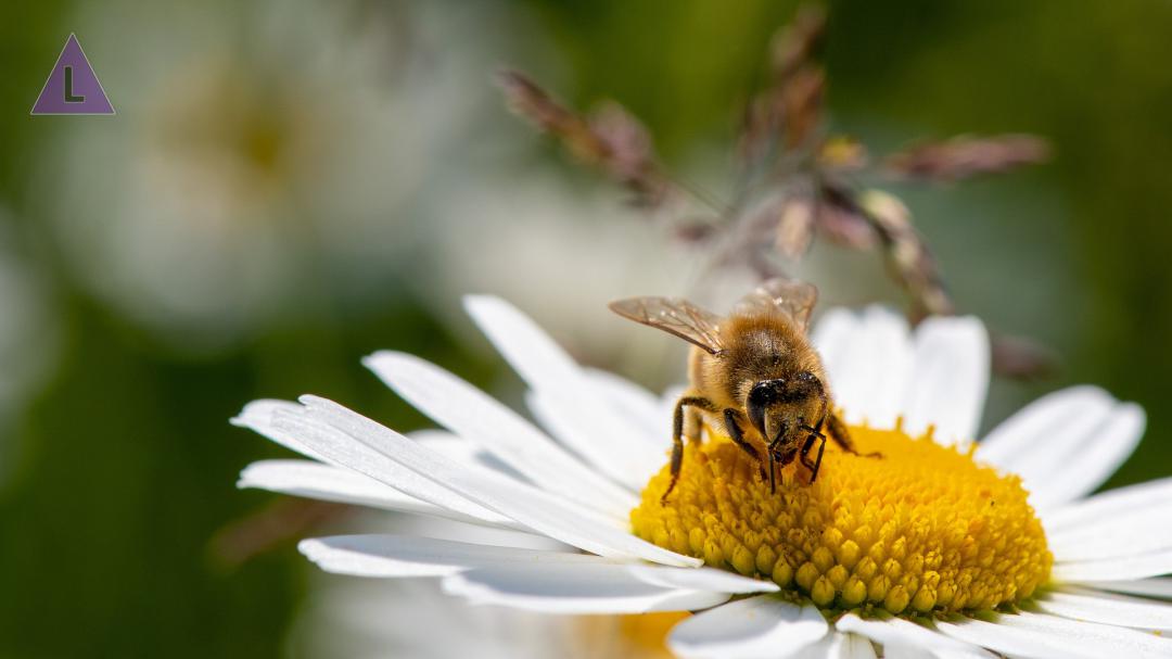 Groene missie Gemeente Maasgouw - gratis plantenpakket voor inwoners  