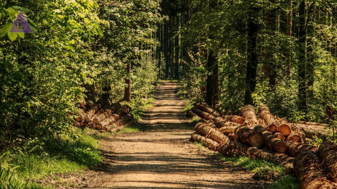 Informatiebijeenkomst met excursie over bosherstel Nationaal Park De Meinweg