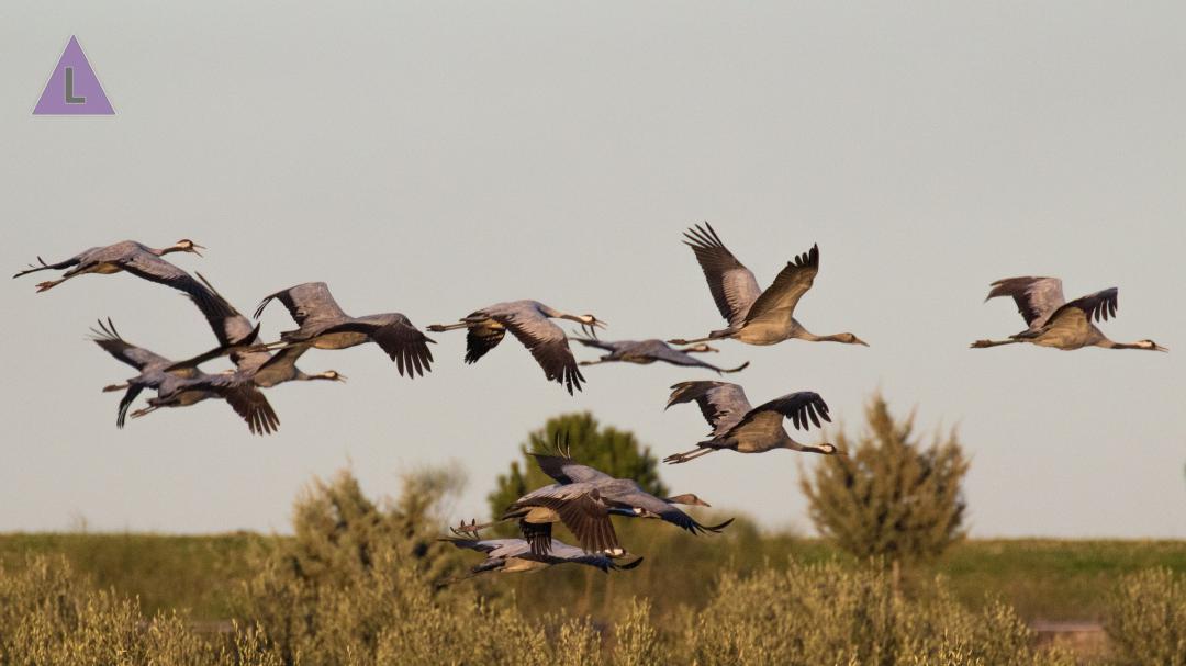 De Groote Peel is een belangrijke rustplek voor kraanvogels