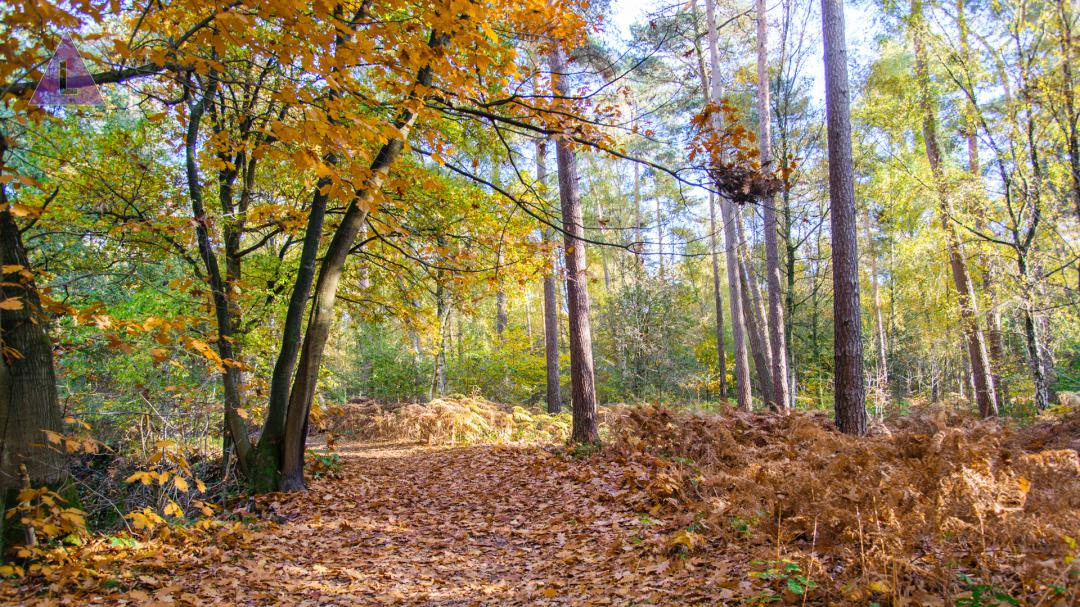 Stiltewandeling in het Leudal