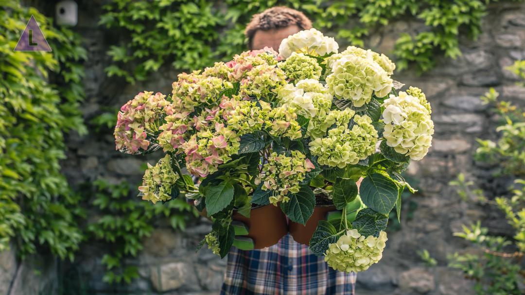 Gemeente Maasgouw biedt hulp bij vergroenen voortuin