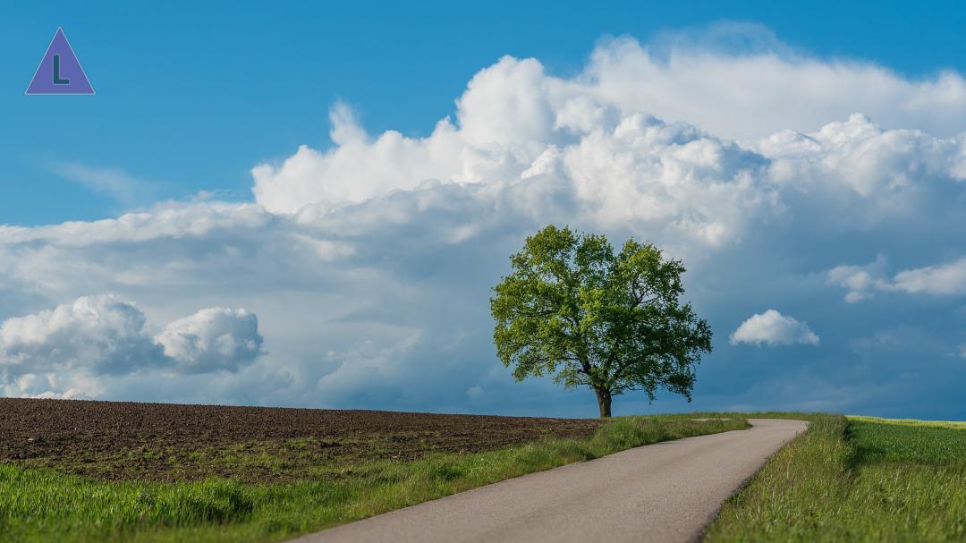  IVN-lezing Bomen zoeken vriendjes 