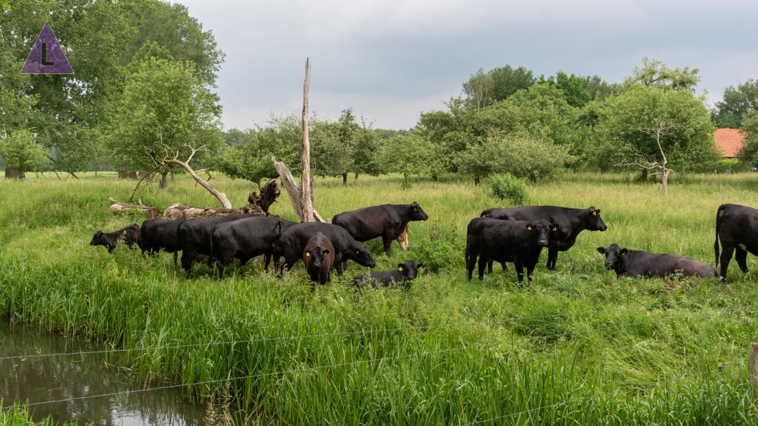 koeien in de wei op landgoed Beijlshof nabij Baexem 